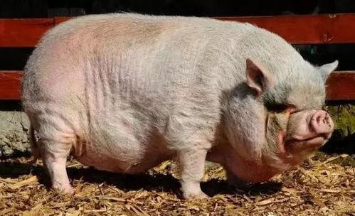 小猪崽子爆料视频播放,揭秘幕后真相 第1张 小猪崽子爆料视频播放,揭秘幕后真相 第1张